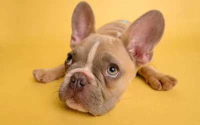 Keeping your baby safe around dogs