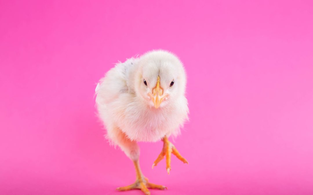 Happy Easter!