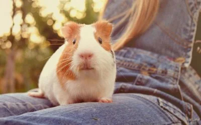 Pets for kids: the good, the bad and the scratchy