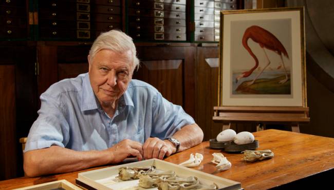 Sir David's Natural Curiosities begins at 9pm on 2 February