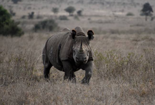 Rhino in Nairobi National Park. Image: Lauren Jarvis.