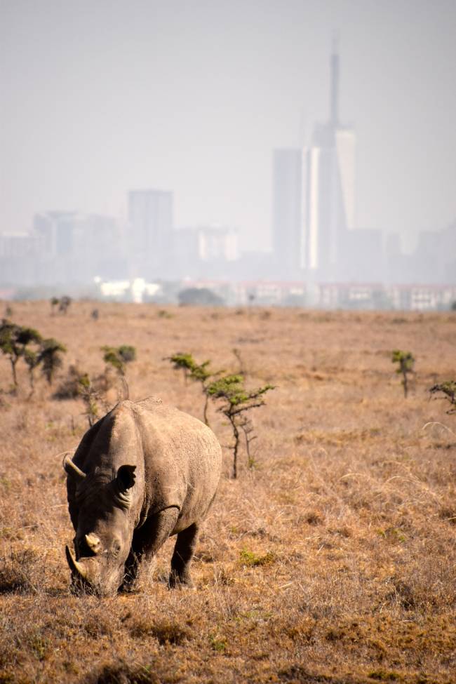 Rhino populations in Africa and Asia are in drastic decline due to habitat loss and poaching. Image: Lauren Jarvis.