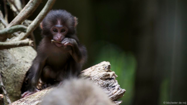 Monkey babies: still working on that teeth cleaning technique | Image: BBC 