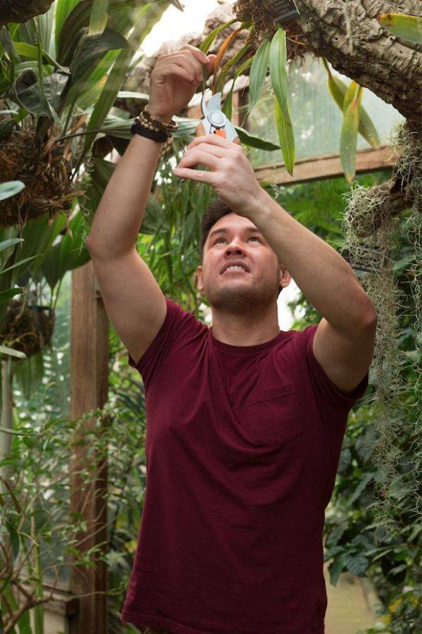 Man reaching up and pruning tree