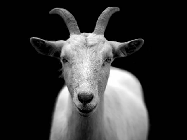 b2ap3_thumbnail_goat-50290_1920.jpg